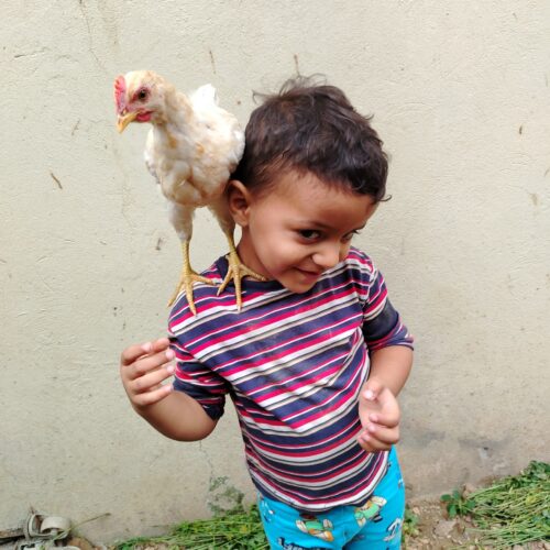 boy and a rooster